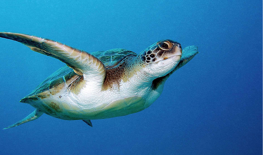 Sherwood-dreams-resort-antalyayı-kesfet-caretta-carettalar-card.jpg