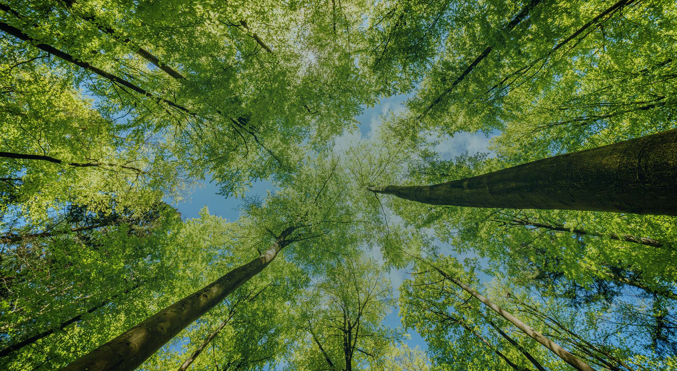 Sürdürülebilirlik