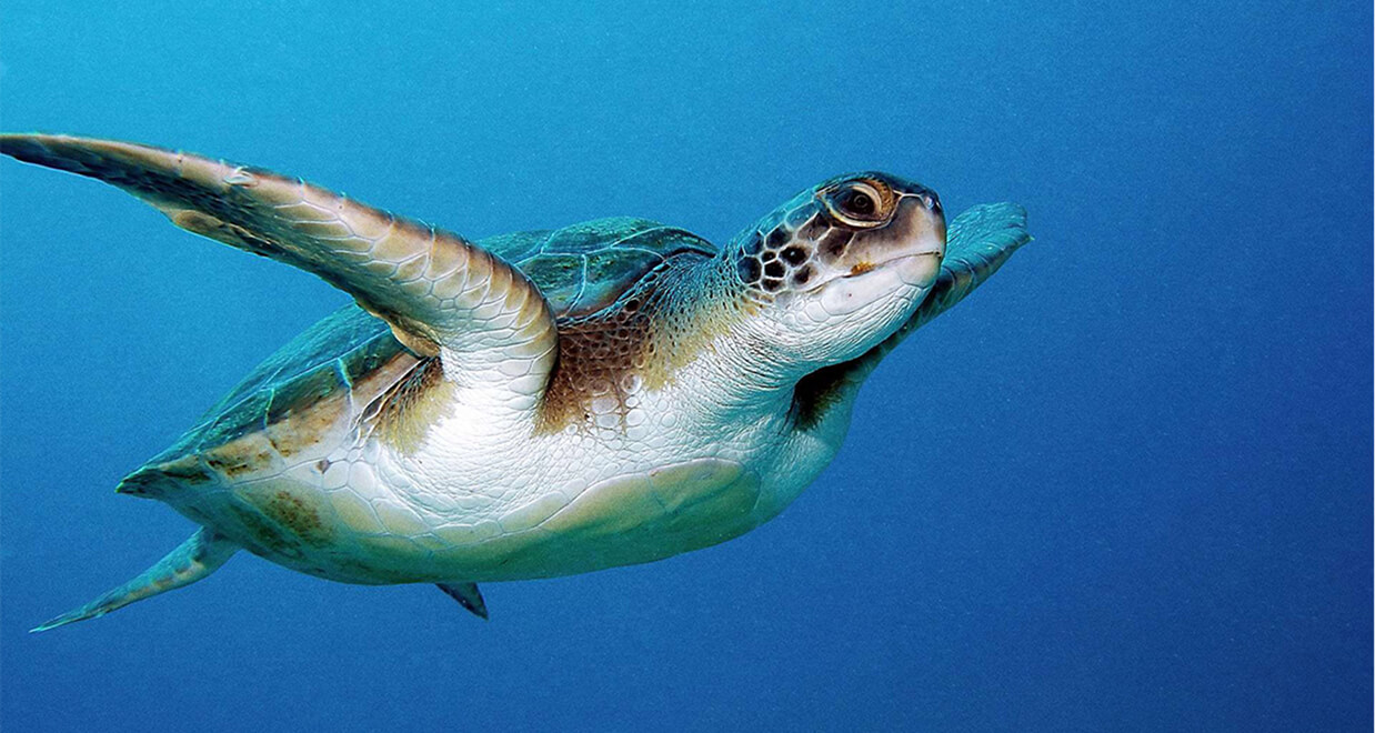 Sherwood-dreams-resort-antalyayı-kesfet-caretta-carettalar-banner.jpg